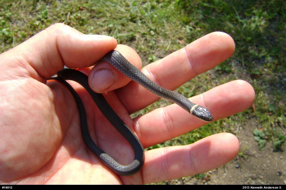 Northern Ring-necked Snake
