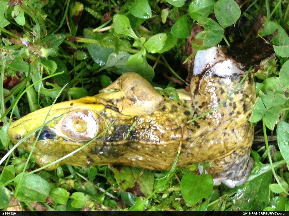 Green Frog