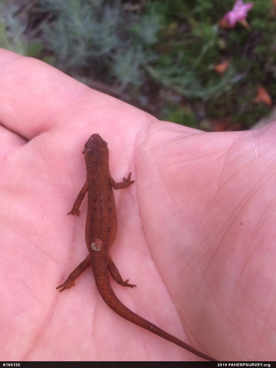 Red-spotted Newt