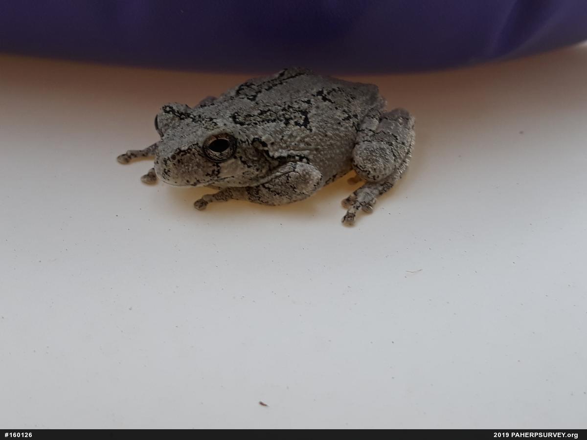 Unknown Gray Treefrog