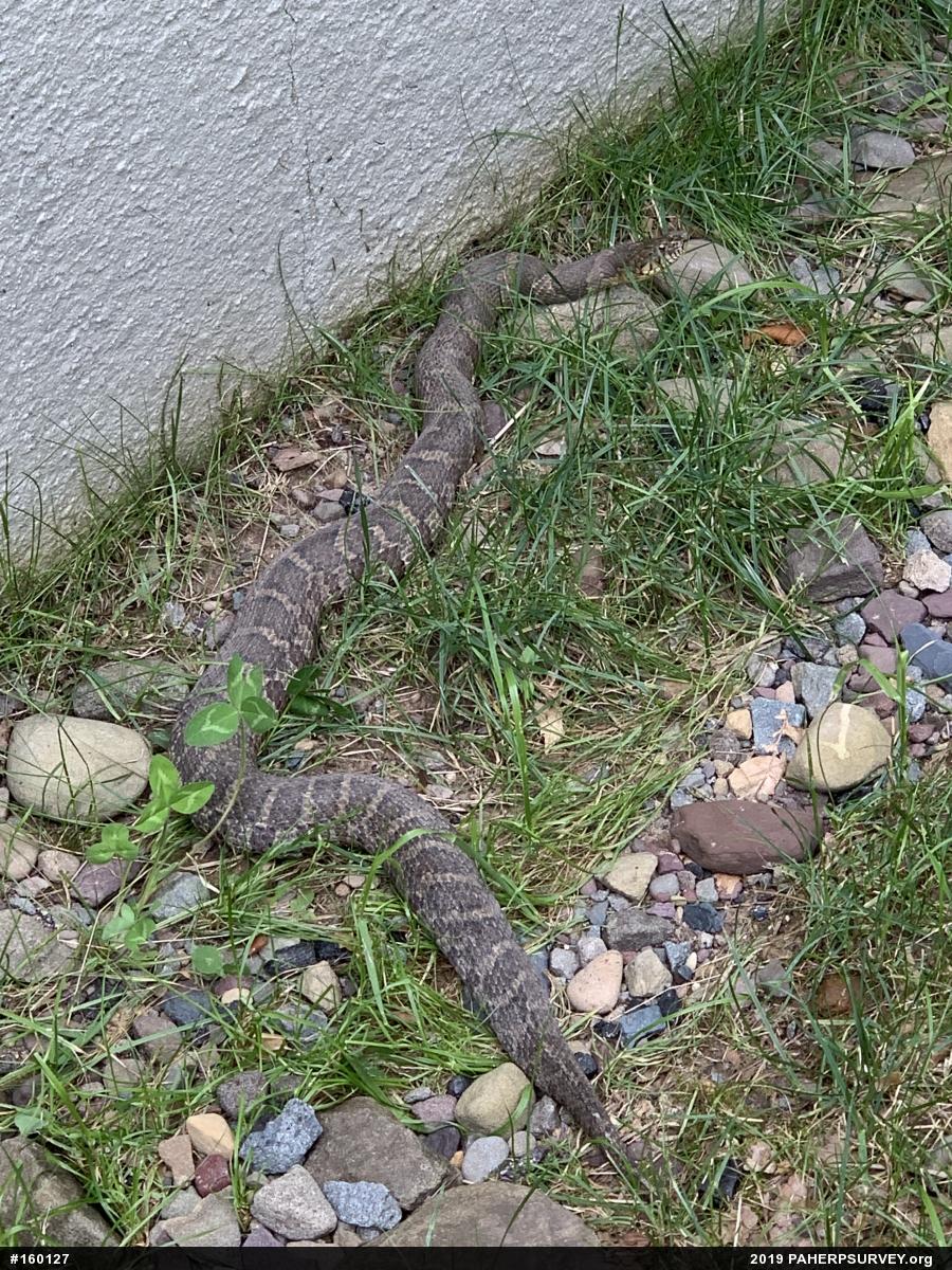 Northern Watersnake