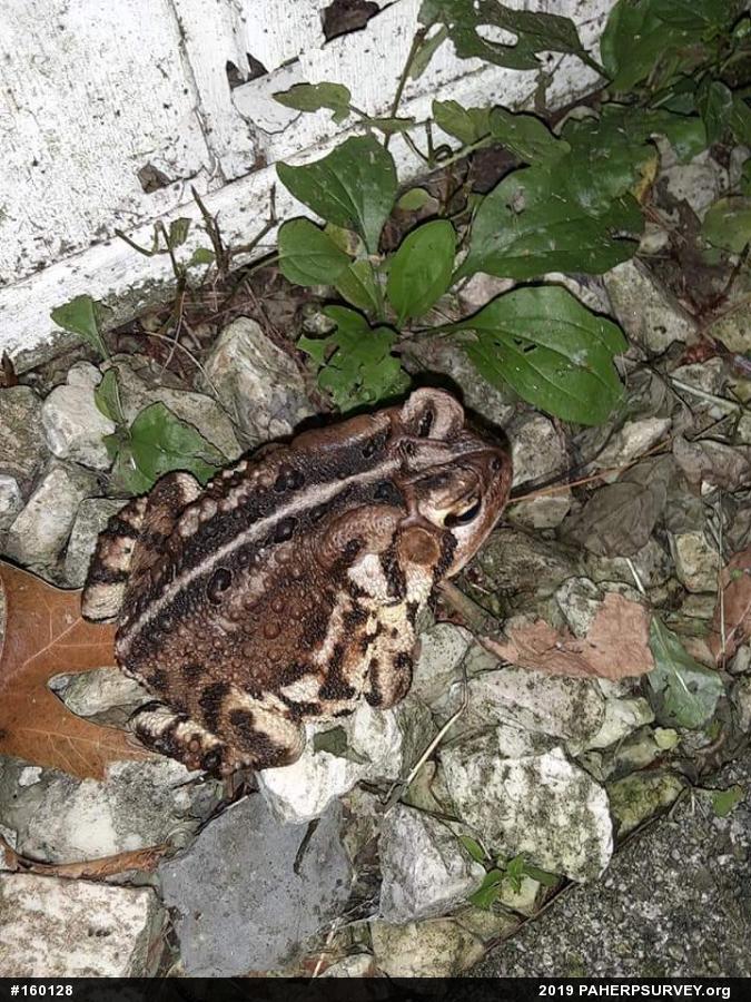 Eastern American Toad