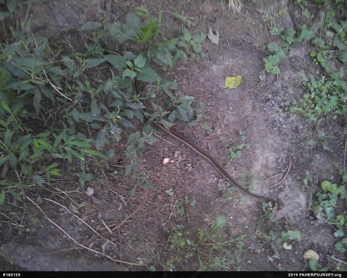 Eastern Gartersnake