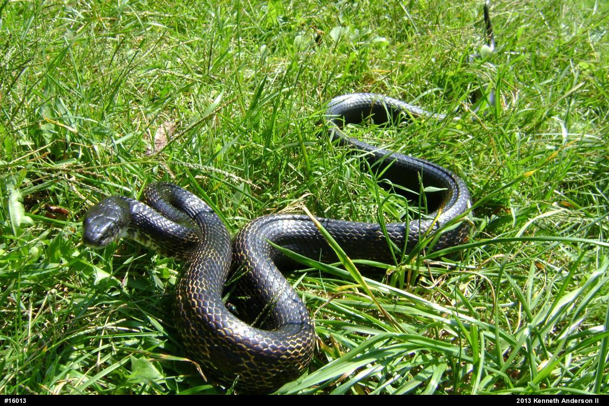 Eastern Ratsnake