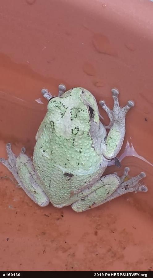 Unknown Gray Treefrog