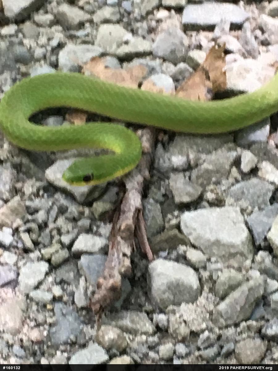 Smooth Greensnake