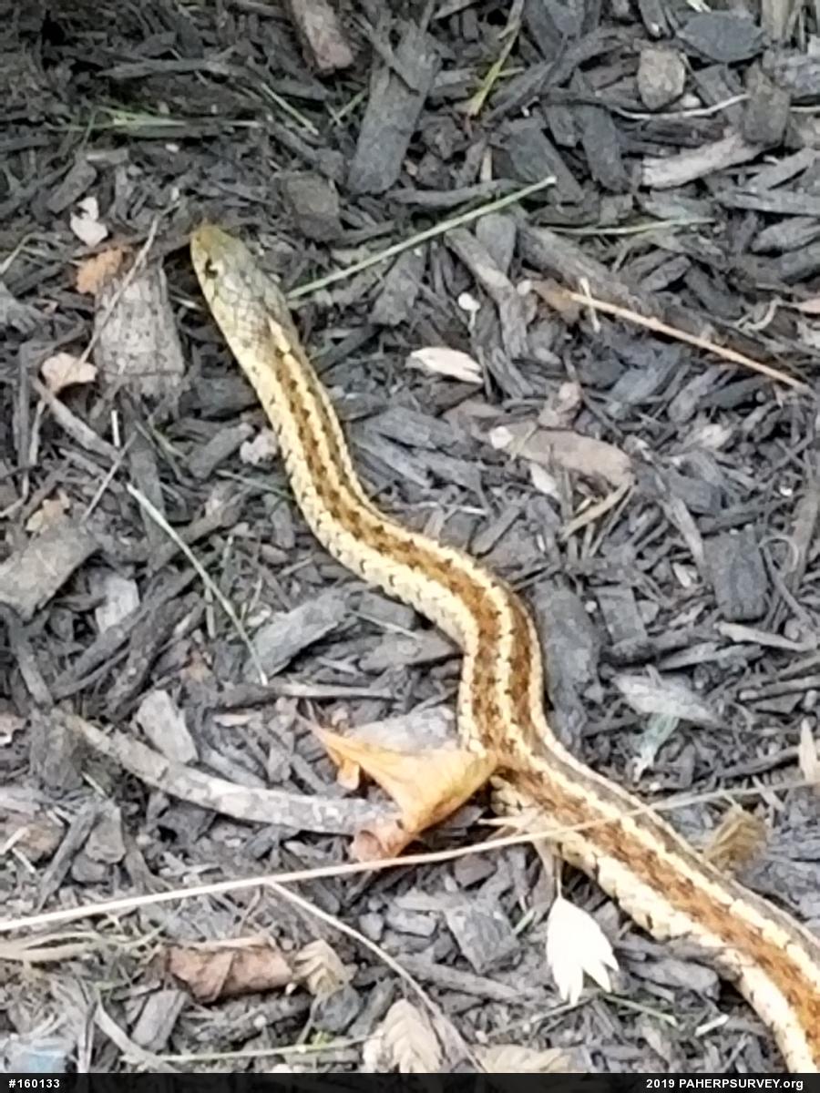 Eastern Gartersnake