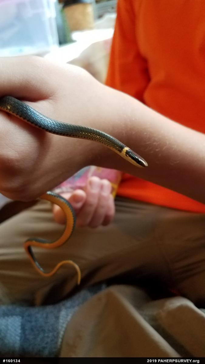 Northern Ring-necked Snake