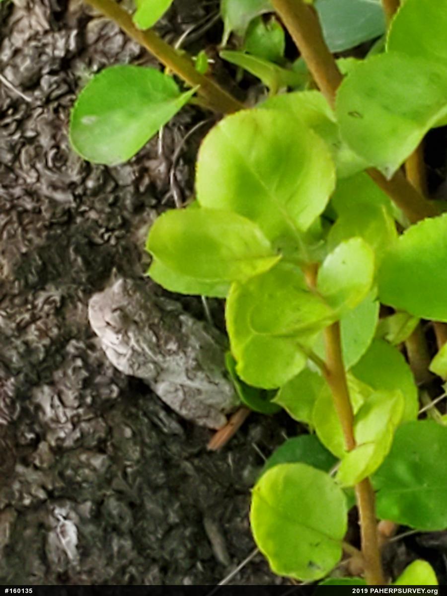 Unknown Gray Treefrog