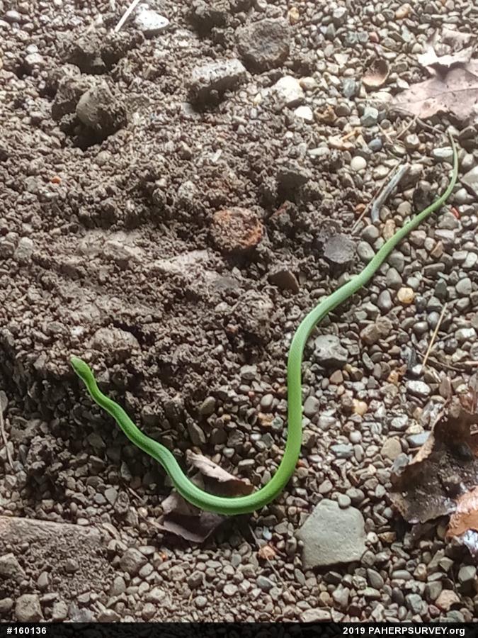 Smooth Greensnake