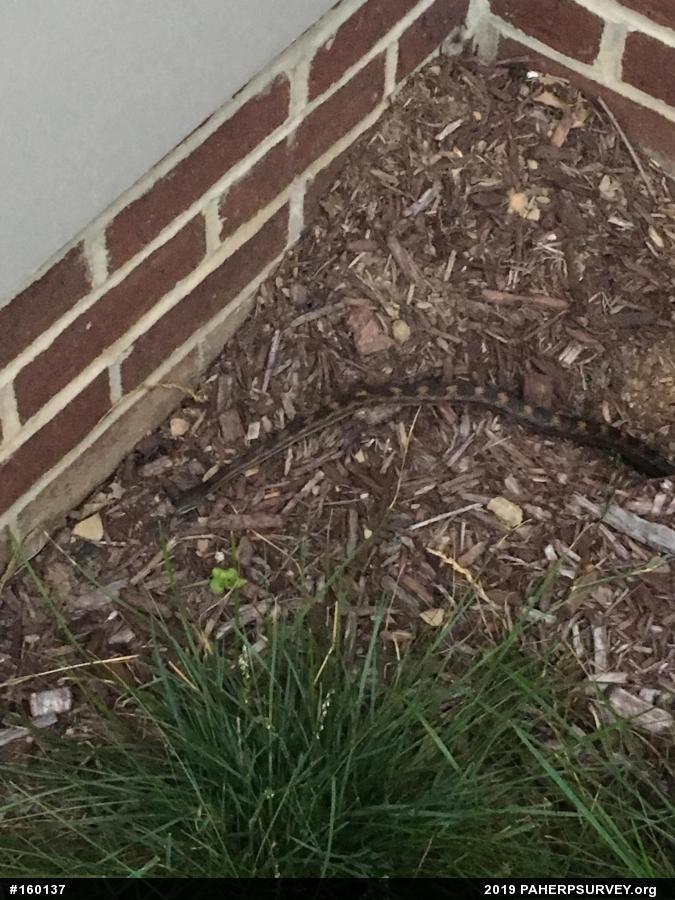 Eastern Ratsnake