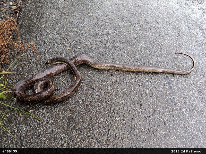 Eastern Ratsnake