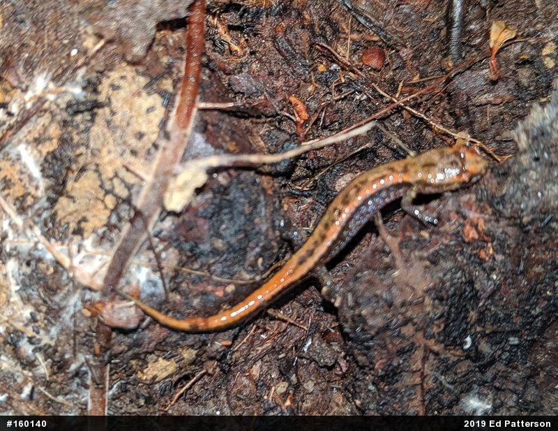 Allegheny Mountain Dusky Salamander