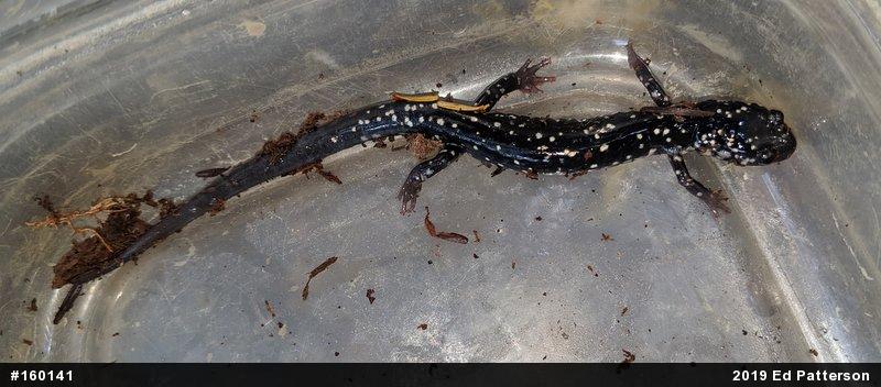 Northern Slimy Salamander