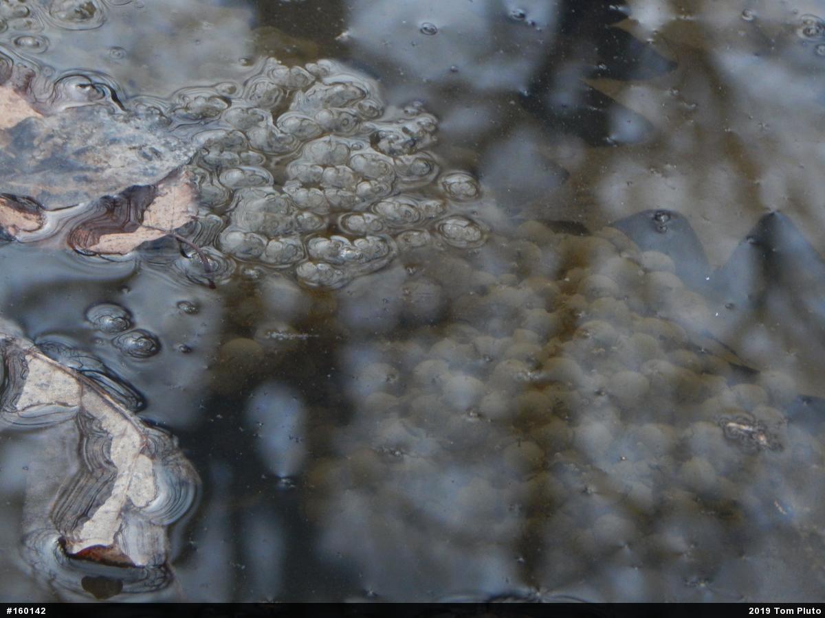 Wood Frog
