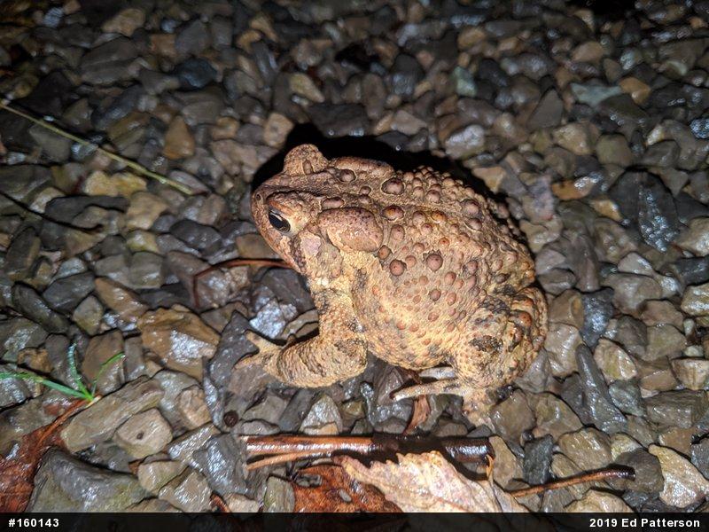 Eastern American Toad