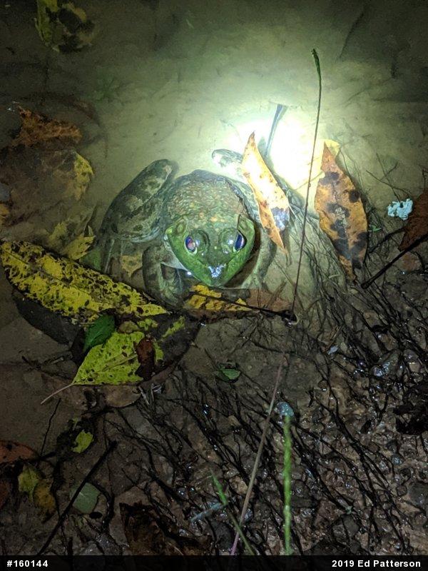 American Bullfrog