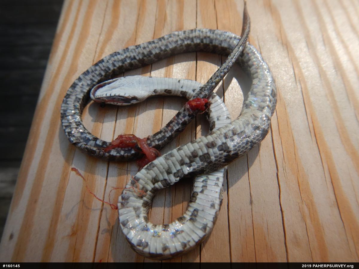 Eastern Ratsnake