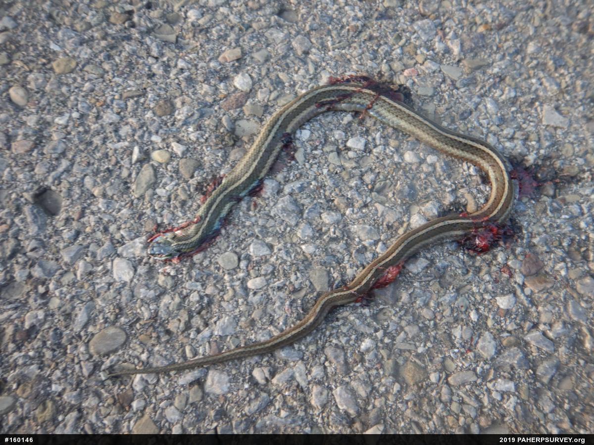 Shorthead Gartersnake