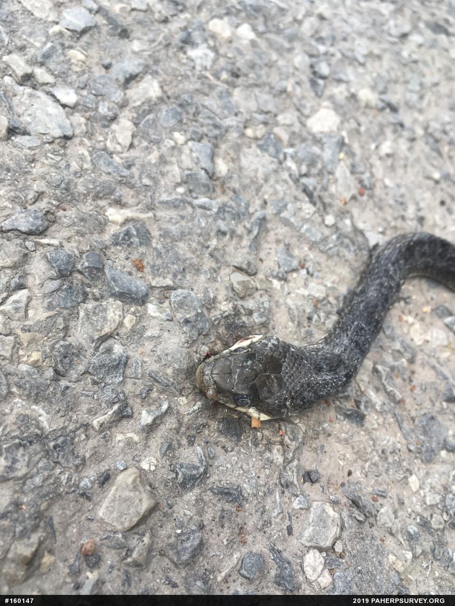 Eastern Ratsnake