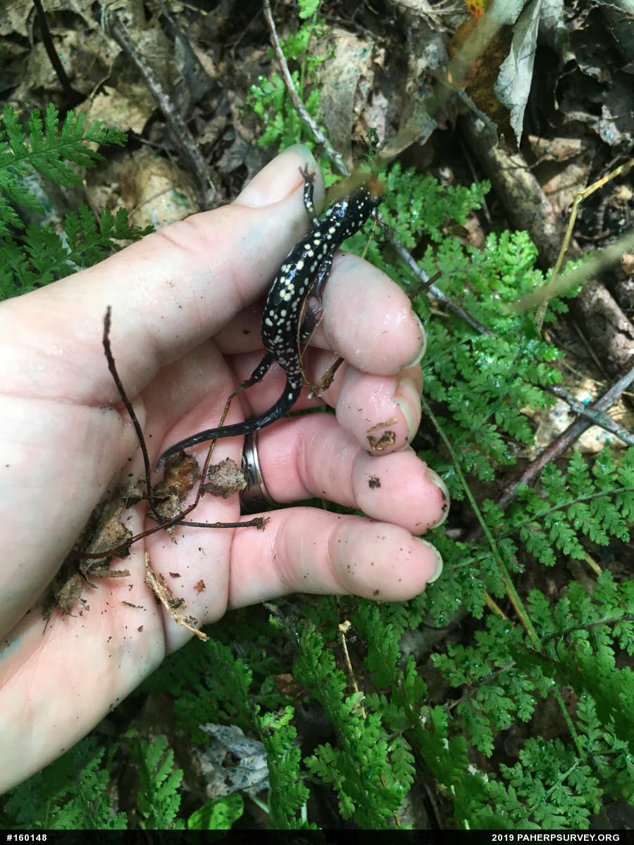 Northern Slimy Salamander