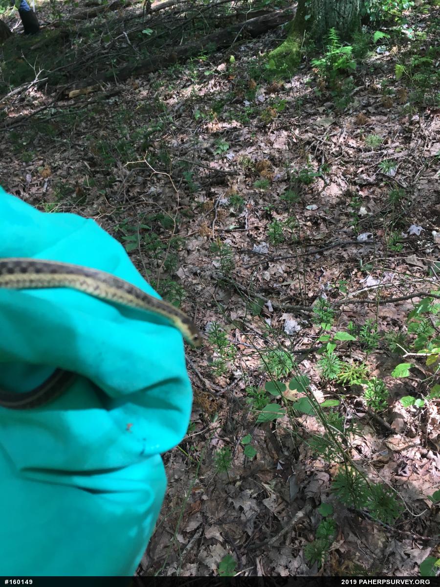 Eastern Gartersnake