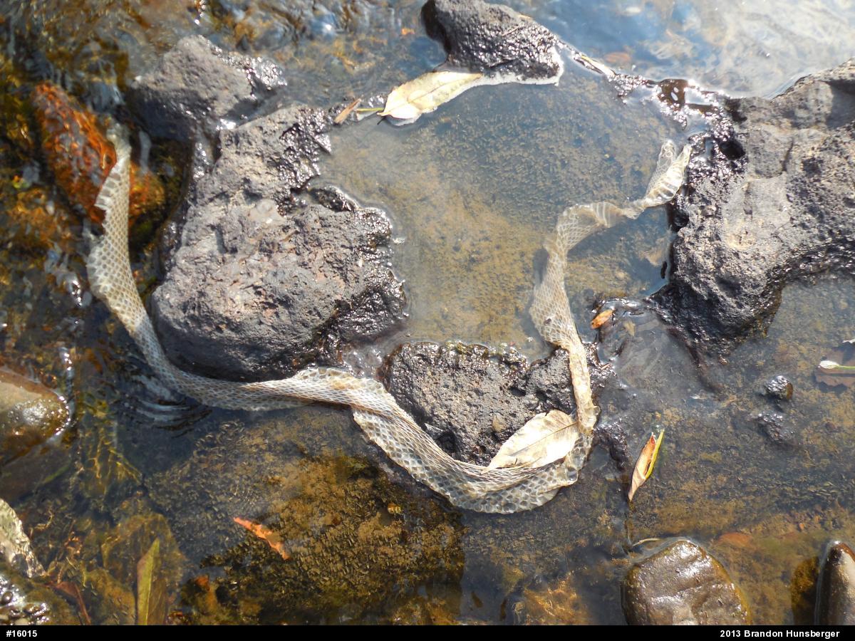Northern Watersnake