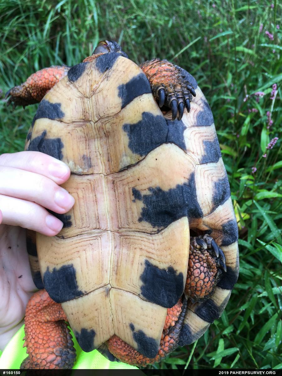 Wood Turtle