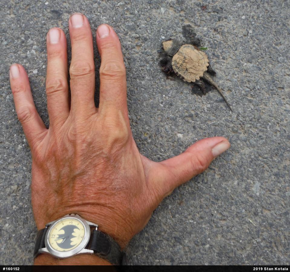 Snapping Turtle
