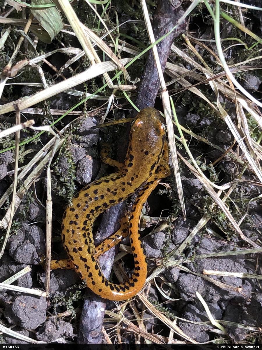 Eastern Long-tailed Salamander