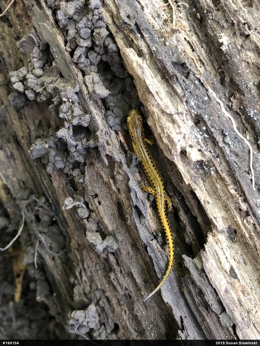 Eastern Long-tailed Salamander