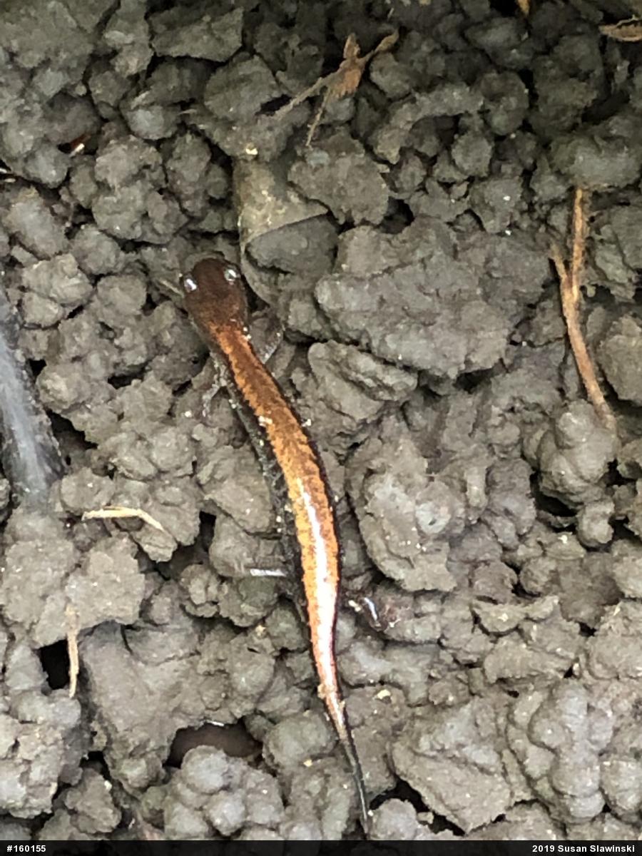 Eastern Red-backed  Salamander