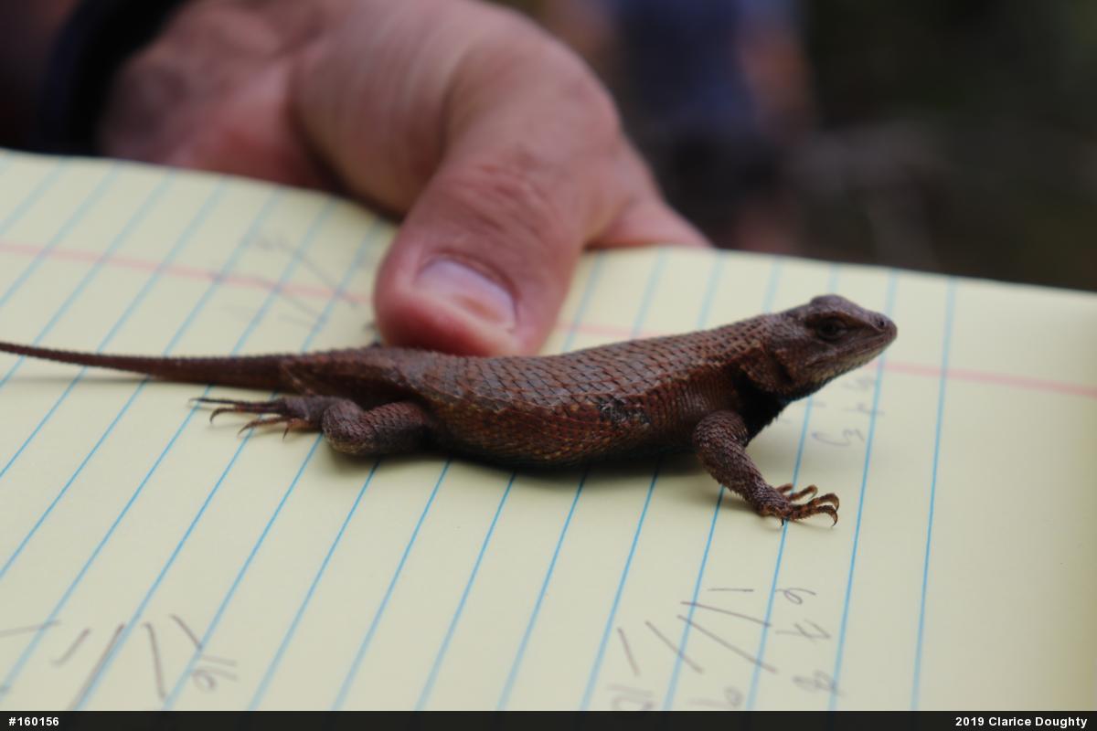 Eastern Fence Lizard