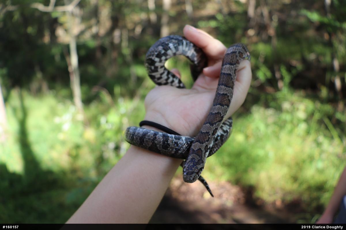 Eastern Milksnake