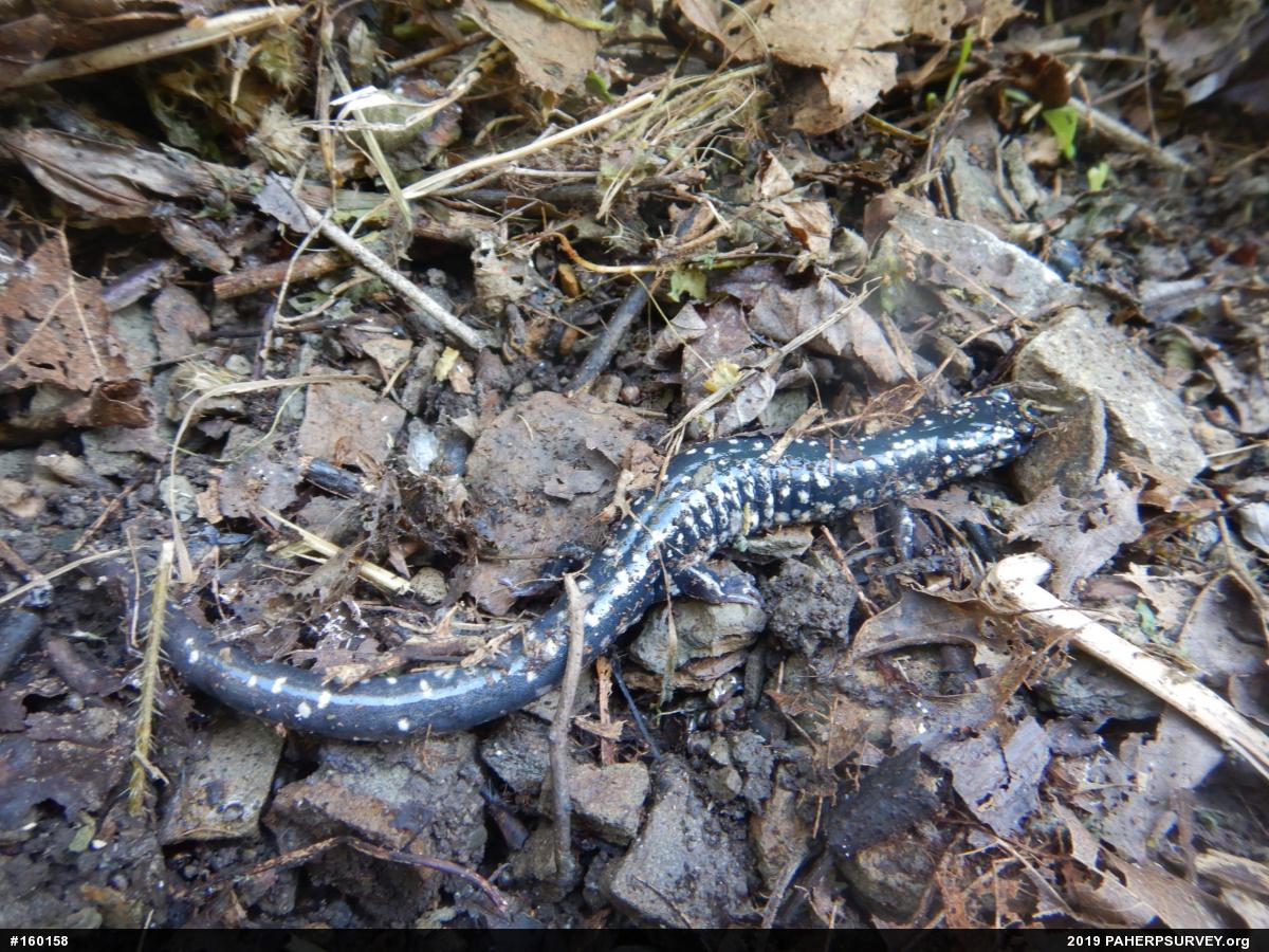 Northern Slimy Salamander