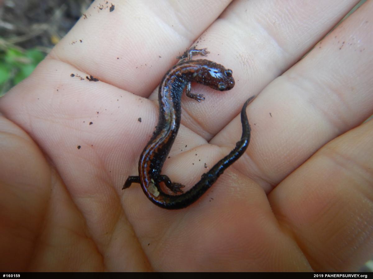 Eastern Red-backed  Salamander
