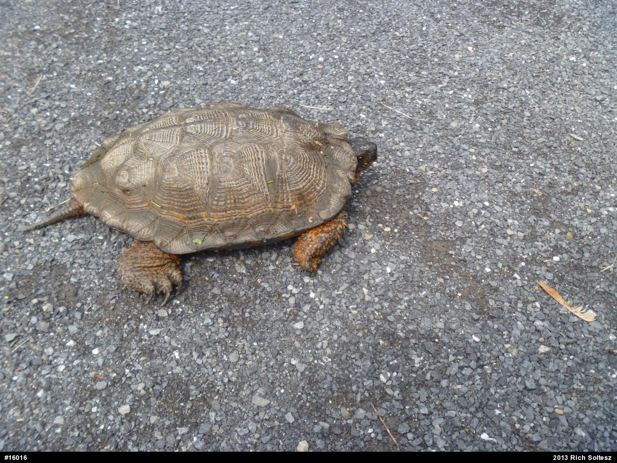 Wood Turtle