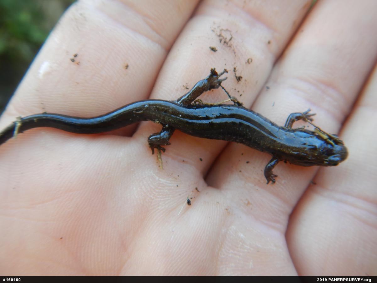 Allegheny Mountain Dusky Salamander