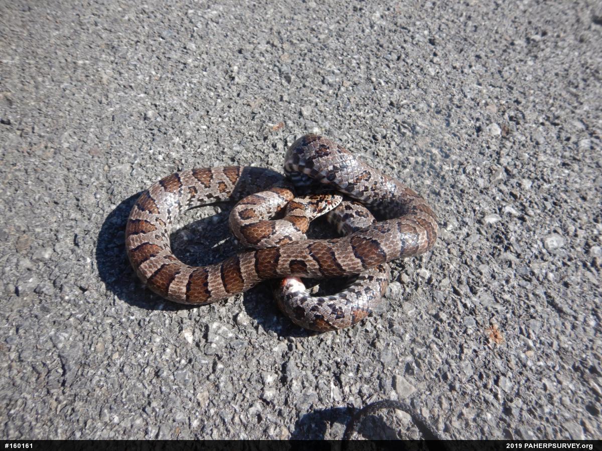Eastern Milksnake