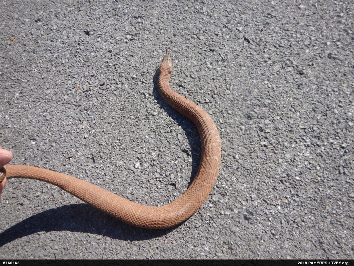 Northern Watersnake