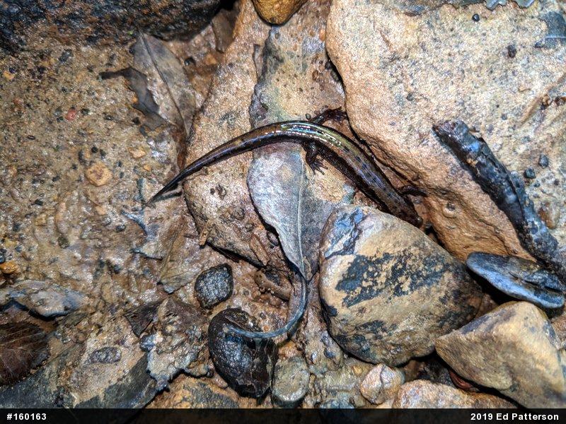 Allegheny Mountain Dusky Salamander