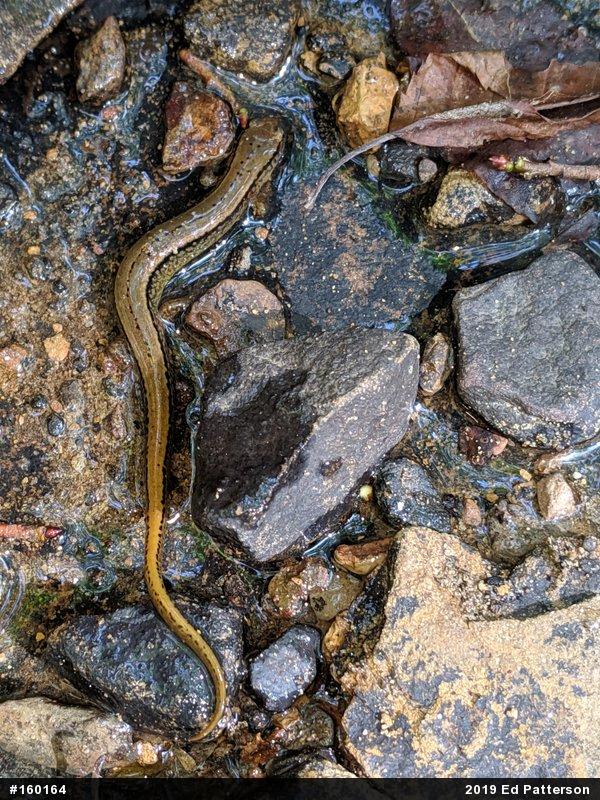 Northern Two-lined Salamander