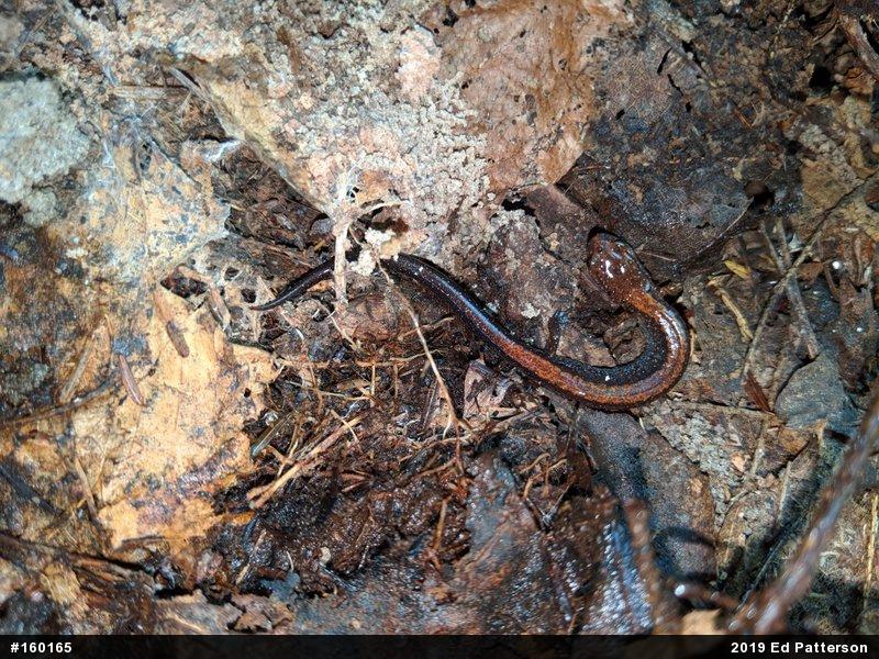 Eastern Red-backed  Salamander