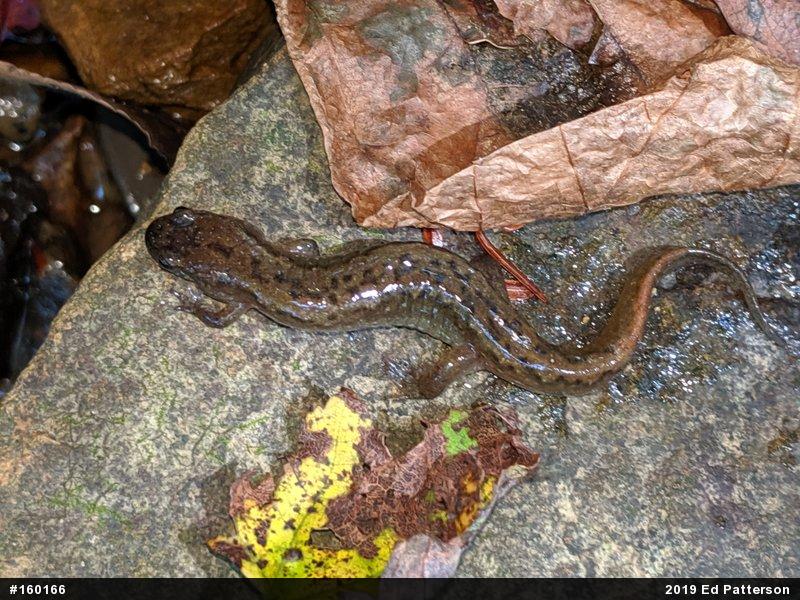 Northern Dusky Salamander