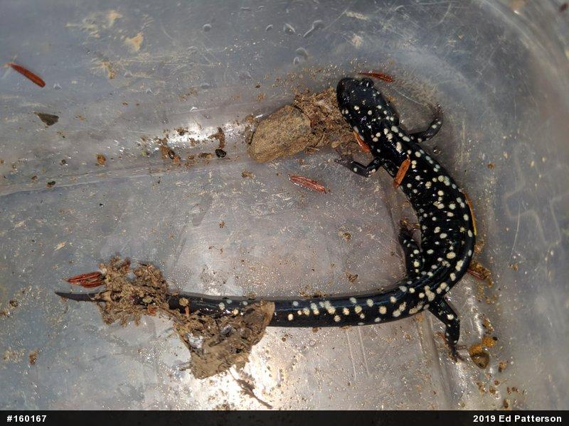 Northern Slimy Salamander