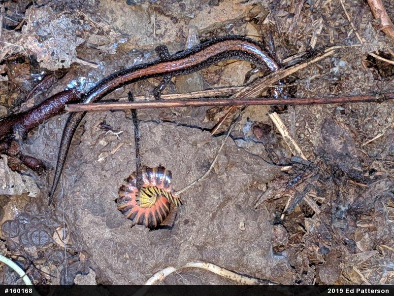 Eastern Red-backed  Salamander