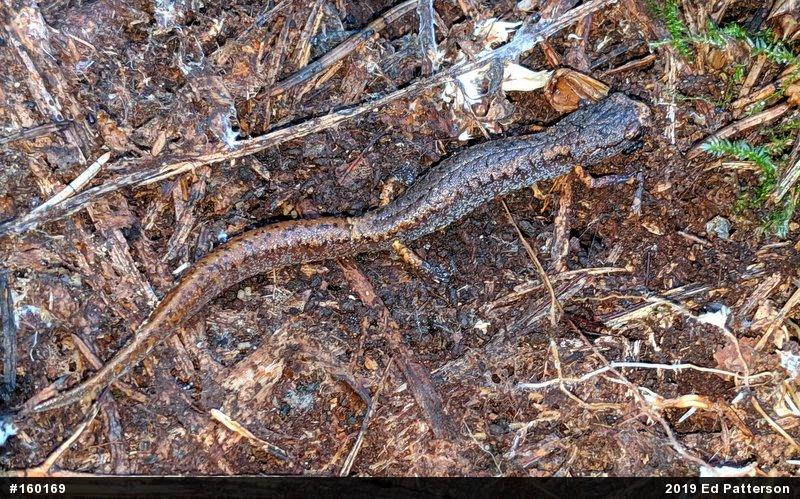 Four-toed Salamander