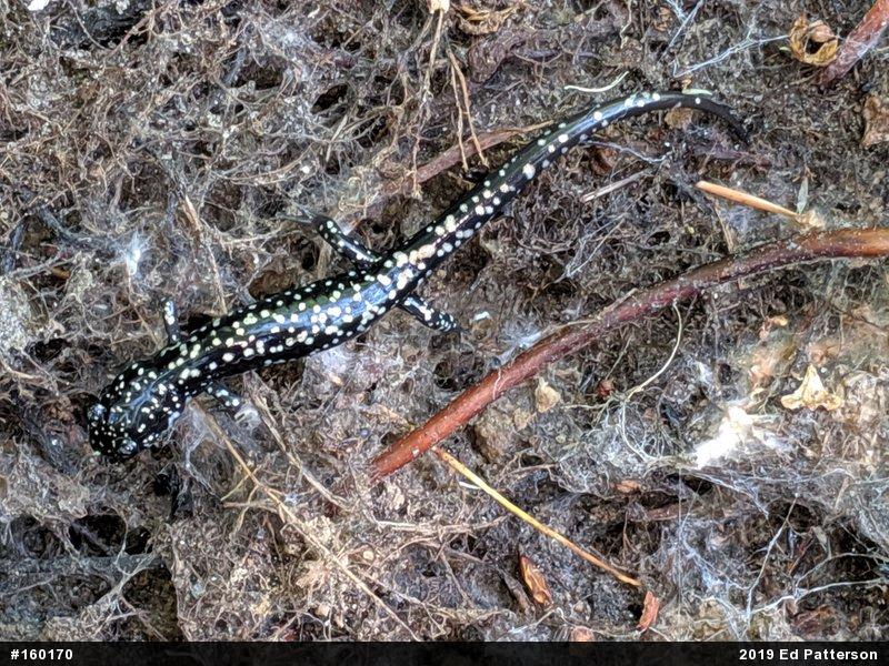 Northern Slimy Salamander