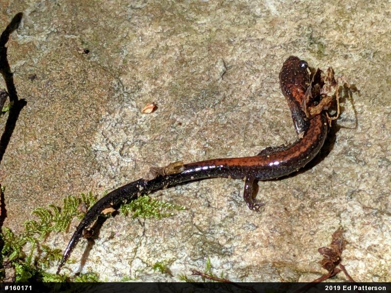 Eastern Red-backed  Salamander