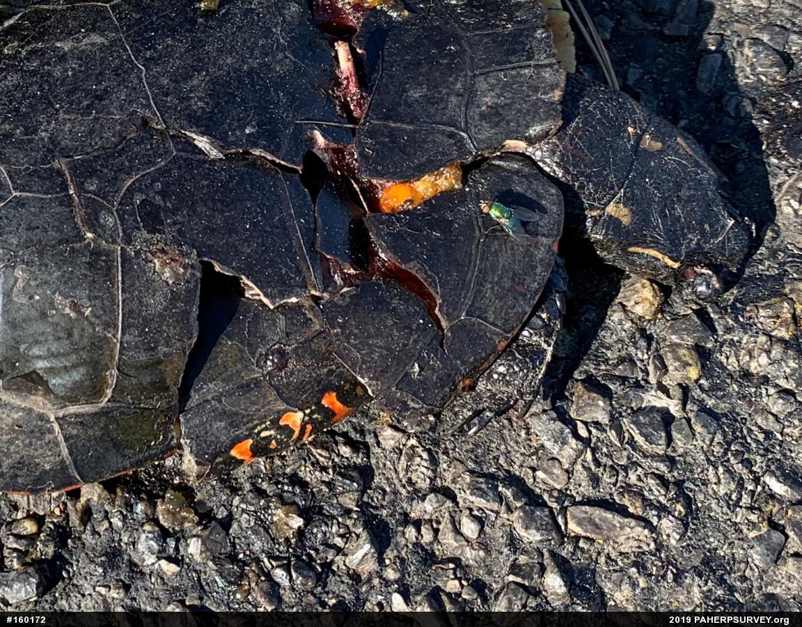 Midland Painted Turtle